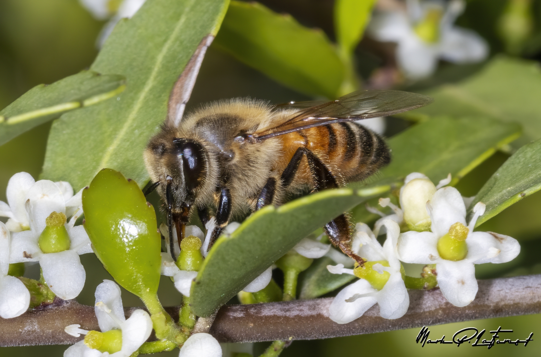 /gallery/north_america/USA/Texas/austin/Honey Bee Spring 2024-001_med.jpg